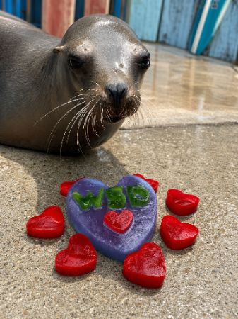A sealion from Chessington World of Adventures looking at heart shaped treats made from gelatine powder supplied by MM Ingredients. These treats help keep the sealions hydrated.