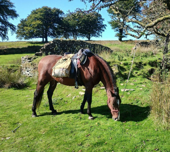 A brown horse with a saddle and pack gear stands in a grassy outdoor field under trees on a sunny day.